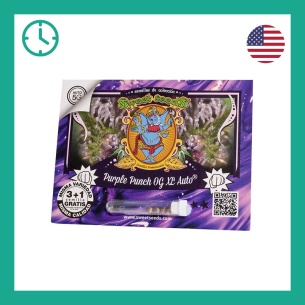 Semillas Purple Punch OG XL Auto ® de Sweet Seeds