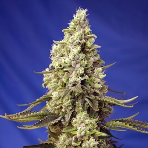 Semillas Runtz XL Auto de Sweet Seeds 2