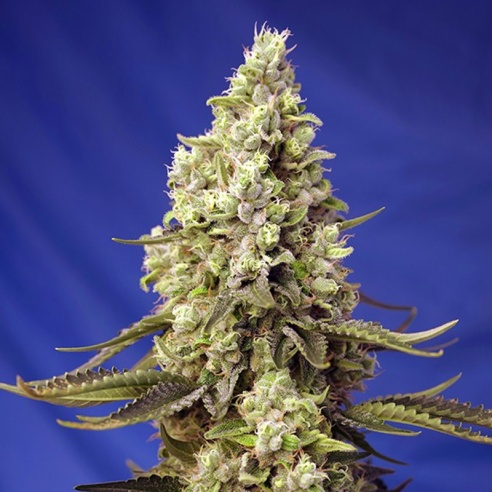Semillas Runtz XL Auto de Sweet Seeds