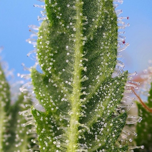 Semillas Runtz XL Auto de Sweet Seeds