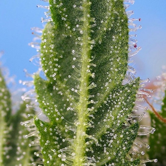 Semillas Runtz XL Auto de Sweet Seeds