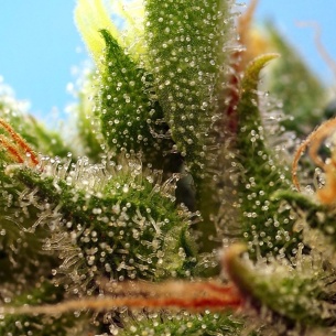 Semillas Strawberry Banana Gelato Auto ® de Sweet Seeds 2