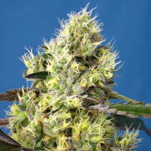 Compra Semillas de Sweet Gelato Auto ® de Sweet Seeds 2