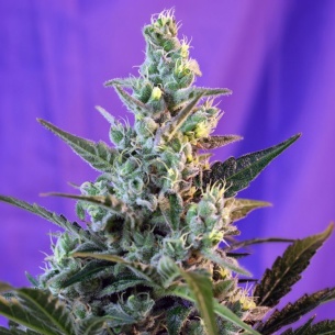 Semillas de Sweet Skunk Auto de Sweet Seeds 2