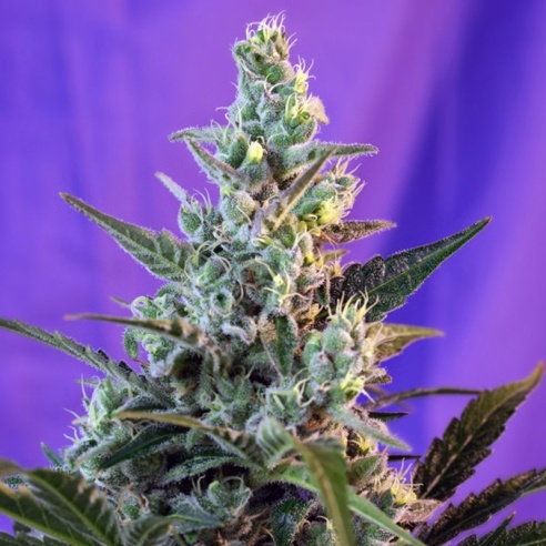 Semillas de Sweet Skunk Auto de Sweet Seeds