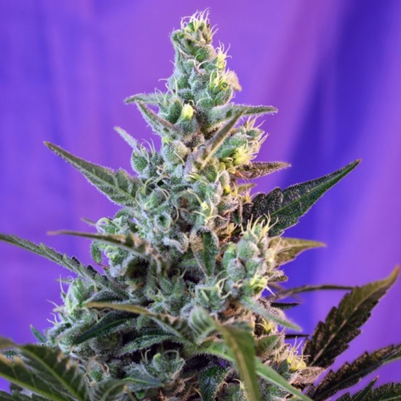 Semillas de Sweet Skunk Auto de Sweet Seeds