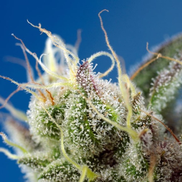 Semillas Sweet Cheese XL Auto de Sweet Seeds