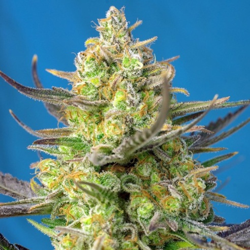 Semillas Sweet Cheese XL Auto de Sweet Seeds