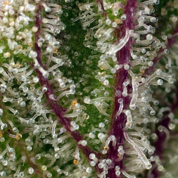 Semillas Sweet Cheese XL Auto de Sweet Seeds