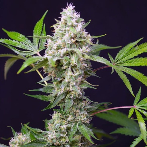 Semillas Sweet Amnesia Haze XL Auto de Sweet Seeds