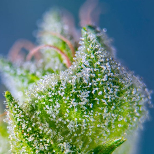 Semillas Sweet Amnesia Haze XL Auto de Sweet Seeds