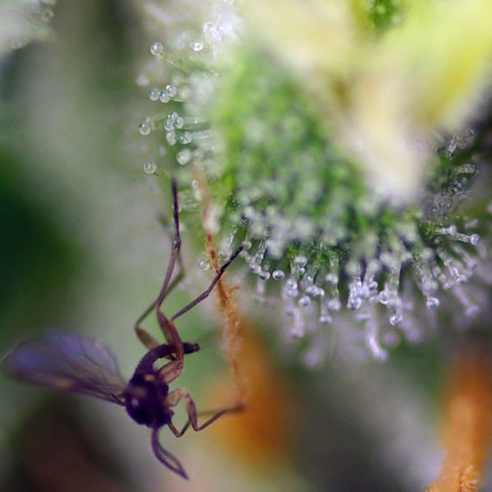 Semillas Sweet Amnesia Haze XL Auto de Sweet Seeds