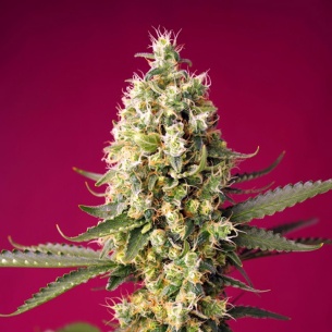 Semillas Skywalker OG Runtz XL Auto de Sweet Seeds 2