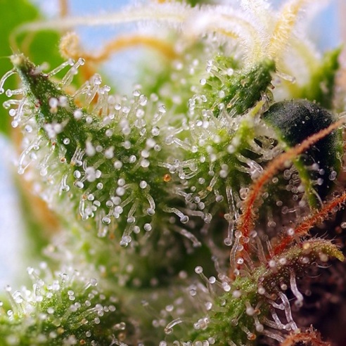 Semillas Skywalker OG Runtz XL Auto de Sweet Seeds