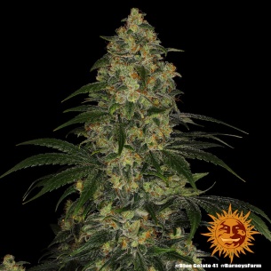 Semillas Blue Gelato 41 de Barney's Farm