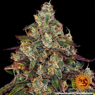 Comprar Semillas marihuana cannabis Amnesia Lemon de Barneys Farm para cultivos de marihuana cannabis. Tienda Growshop Online República Botánica