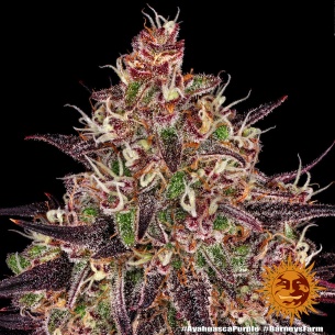 Semillas Ayahuasca Purple de Barneys Farm