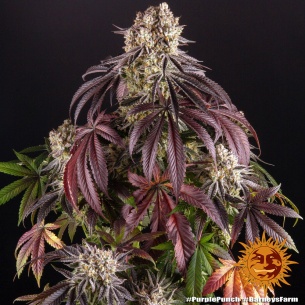 Semillas Purple Punch de Barneys Farm | Índica dulce y potente