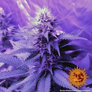 Semillas Triple Cheese de Barneys Farm