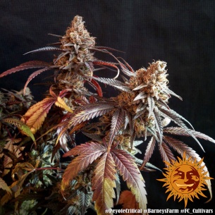 Semillas Peyote Critical de Barneys Farm | Índica potente y aromática