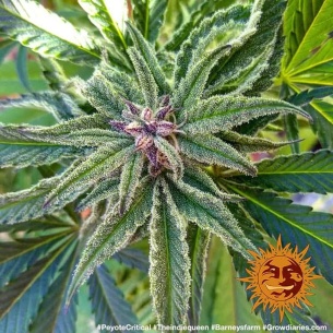 Semillas Peyote Critical de Barneys Farm | Índica potente y aromática