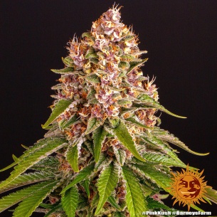 Semillas Pink Kush de Barneys Farm | Índica potente y aromática