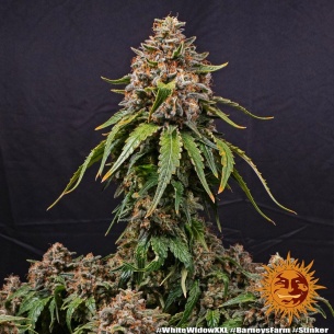 Semillas White Widow XXL de Barneys Farm | Clásica mejorada XXL