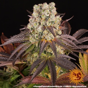 Semillas Purple Punch x Lemon Drizzle de Barneys Farm | Dulce y revitalizante