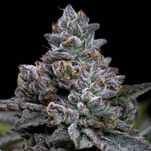 Comprar Semillas marihuana cannabis Apple Fritter de Barneys Farm para cultivos de marihuana cannabis. Tienda Growshop Online República Botánica