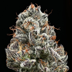Semillas Black Cherry Gushers de Barneys Farm | Dulce y ultra potente