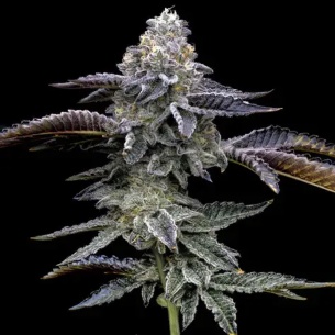 Comprar Semillas marihuana cannabis Blue Dream de Barneys Farm para cultivos de marihuana cannabis. Tienda Growshop Online República Botánica