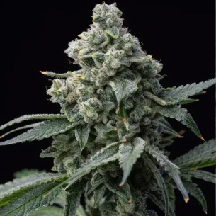 Comprar Semillas marihuana cannabis Bruce Banner de Barneys Farm para cultivos de marihuana cannabis. Tienda Growshop Online República Botánica
