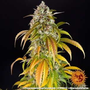 Semillas Pinneapple Express Auto de Barneys Farm