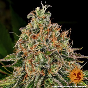 Semillas Tangerine Dream Auto de Barneys Farm | Sabor a Mandarina
