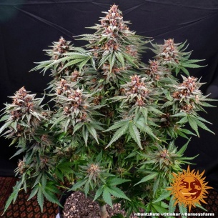 Comprar Semillas marihuana cannabis Runtz Auto de Barneys Farm para cultivos de marihuana cannabis. Tienda Growshop Online República Botánica