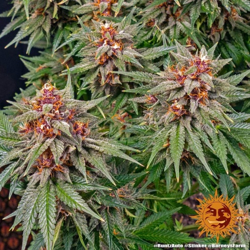 Comprar Semillas marihuana cannabis Runtz Auto de Barneys Farm para cultivos de marihuana cannabis. Tienda Growshop Online República Botánica