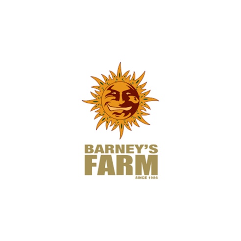 Comprar Semillas marihuana cannabis Mimosa Orange Punch Auto de Barneys Farm para cultivos de marihuana cannabis. Tienda Growshop Online República Botánica