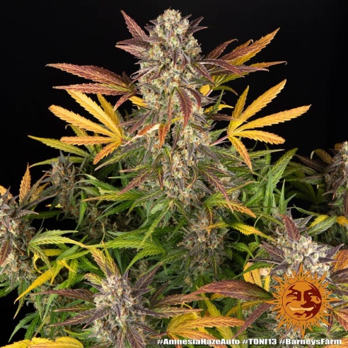 Comprar Semillas marihuana cannabis Mimosa Orange Punch Auto de Barneys Farm para cultivos de marihuana cannabis. Tienda Growshop Online República Botánica
