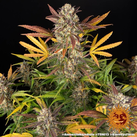 Comprar Semillas marihuana cannabis Mimosa Orange Punch Auto de Barneys Farm para cultivos de marihuana cannabis. Tienda Growshop Online República Botánica