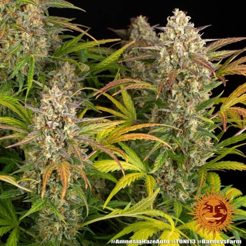 Comprar Semillas marihuana cannabis Mimosa Orange Punch Auto de Barneys Farm para cultivos de marihuana cannabis. Tienda Growshop Online República Botánica