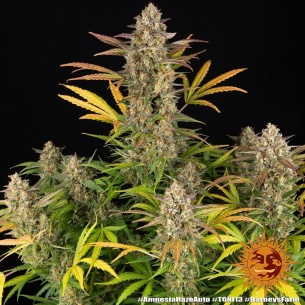 Comprar Semillas marihuana cannabis Mimosa Orange Punch Auto de Barneys Farm para cultivos de marihuana cannabis. Tienda Growshop Online República Botánica