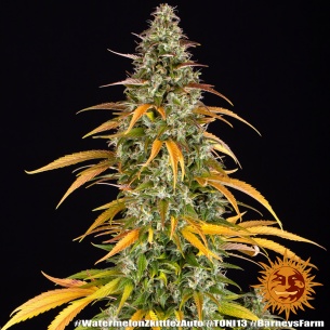 Comprar Semillas marihuana cannabis Skywalker OG Auto de Barneys Farm para cultivos de marihuana cannabis. Tienda Growshop Online República Botánica
