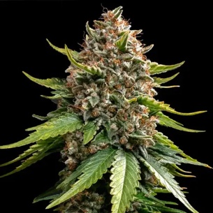 Comprar Semillas marihuana cannabis White widow xxl Auto de Barneys Farm para cultivos de marihuana cannabis. Tienda Growshop Online República Botánica