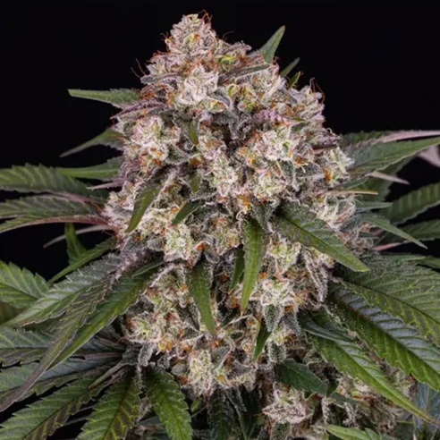 Comprar Semillas marihuana cannabis OG Kush Auto de Barneys Farm para cultivos de marihuana cannabis. Tienda Growshop Online República Botánica