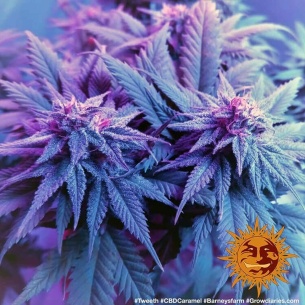 Semillas CBD Caramel Regular de Barneys Farm | Ratio CBD:THC 1:1