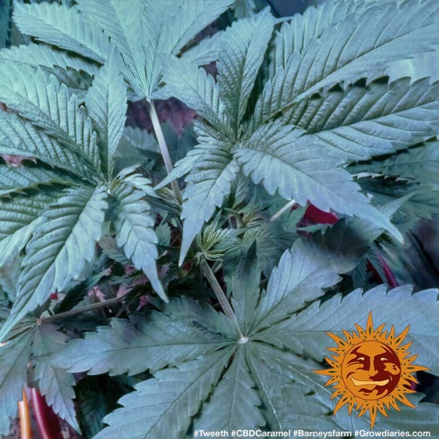 Semillas CBD Caramel Regular de Barneys Farm | Ratio CBD:THC 1:1