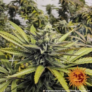 Semillas Afghan Hash Plant Regular | 100% Índica Hachís