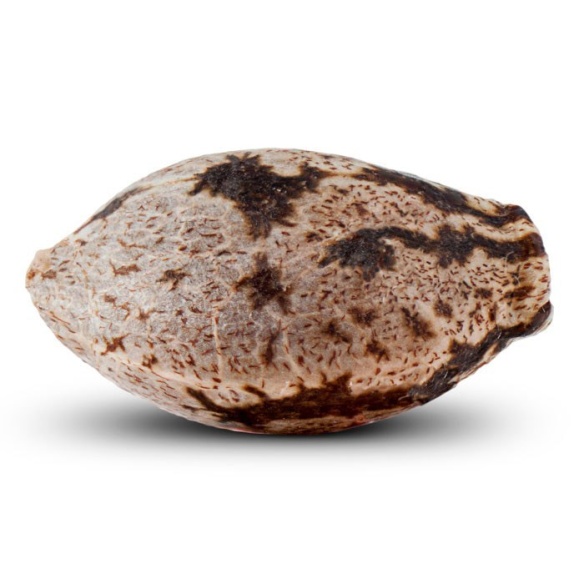 Semillas Washing Machine de Ripper Seeds